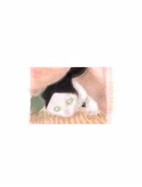 《猫的选择》